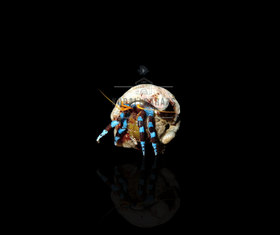 Calcinus Laevimanus